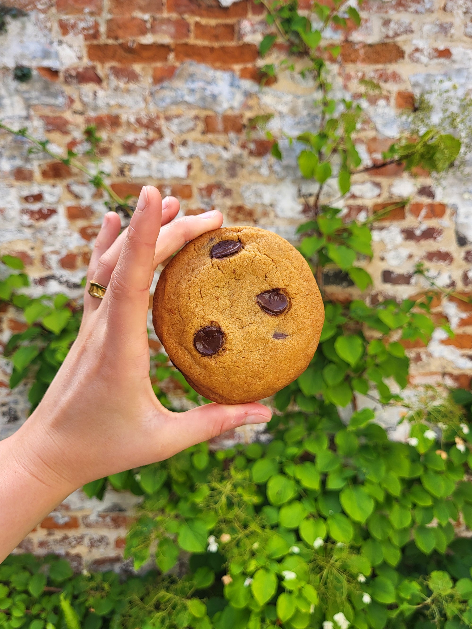 Chocolate chip cookie