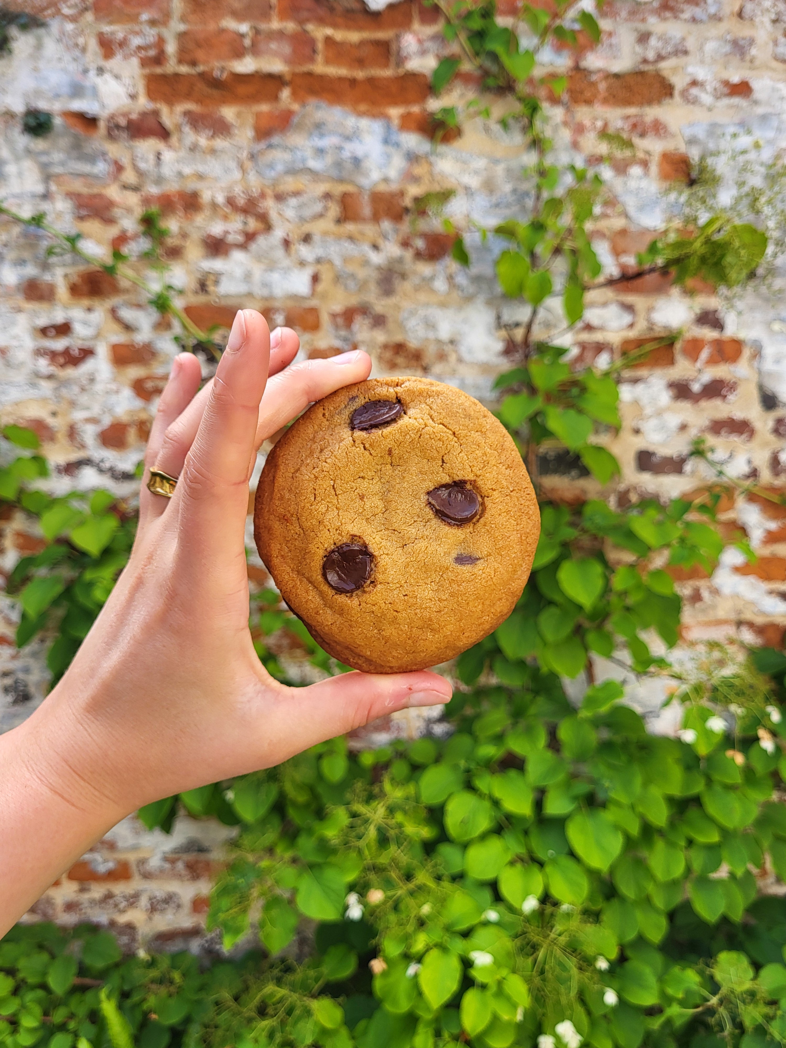 Chocolate chip cookie